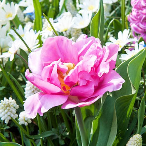 Tulip Dior - for Sale Tulip Dior