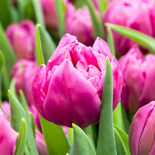 Tulip Dior - for Sale Tulip Dior