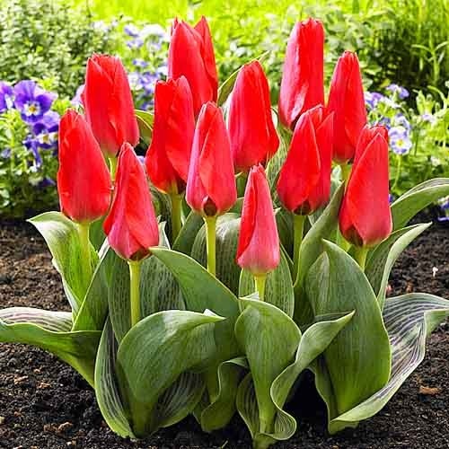 Tulip Donauperle - for Sale Tulip Donauperle