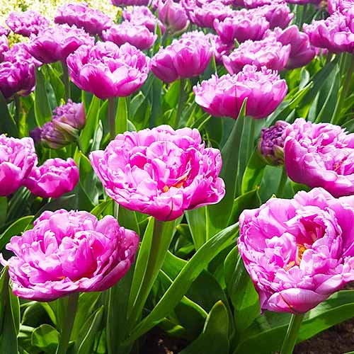 Tulip Double Flag - for Sale Tulip Double Flag