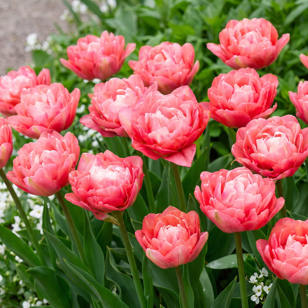 Tulipán Double Sugar - for Sale Tulipán Double Sugar