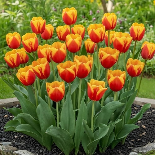 Tulip Dow Jones - for Sale Tulip Dow Jones