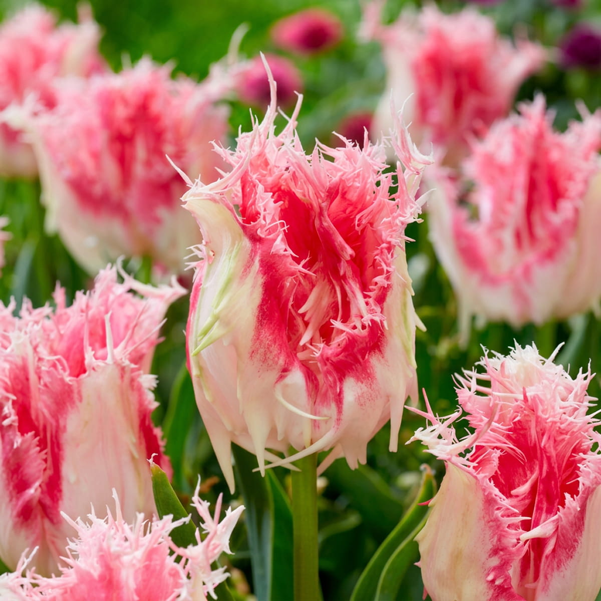 Tulip Drakensteyn - for Sale Tulip Drakensteyn