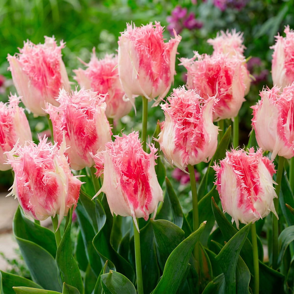 Tulip Drakensteyn - for Sale Tulip Drakensteyn