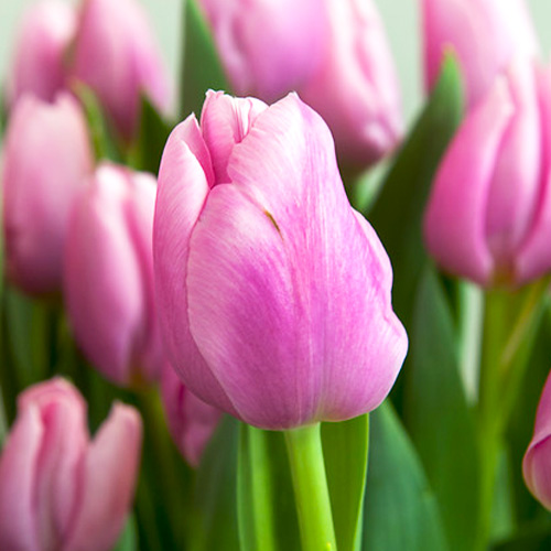 Tulip Dreamcloud - for Sale Tulip Dreamcloud
