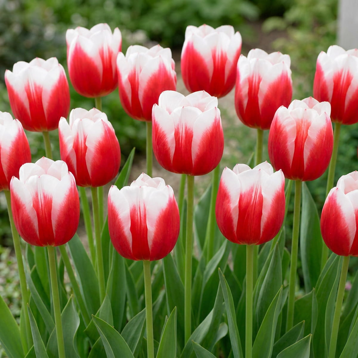 Tulip Dutch Design - for Sale Tulip Dutch Design