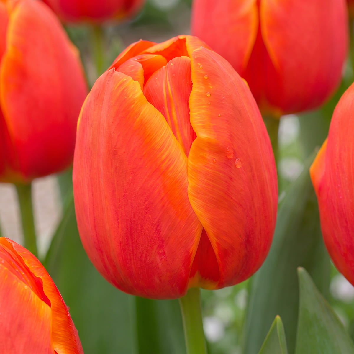 Tulipa Esta Bonita - for Sale Tulipa Esta Bonita
