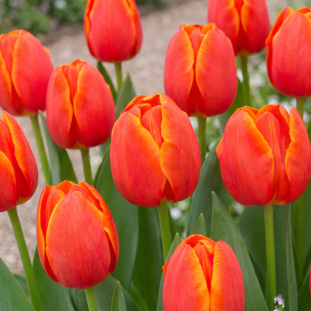 Tulipa Esta Bonita - for Sale Tulipa Esta Bonita