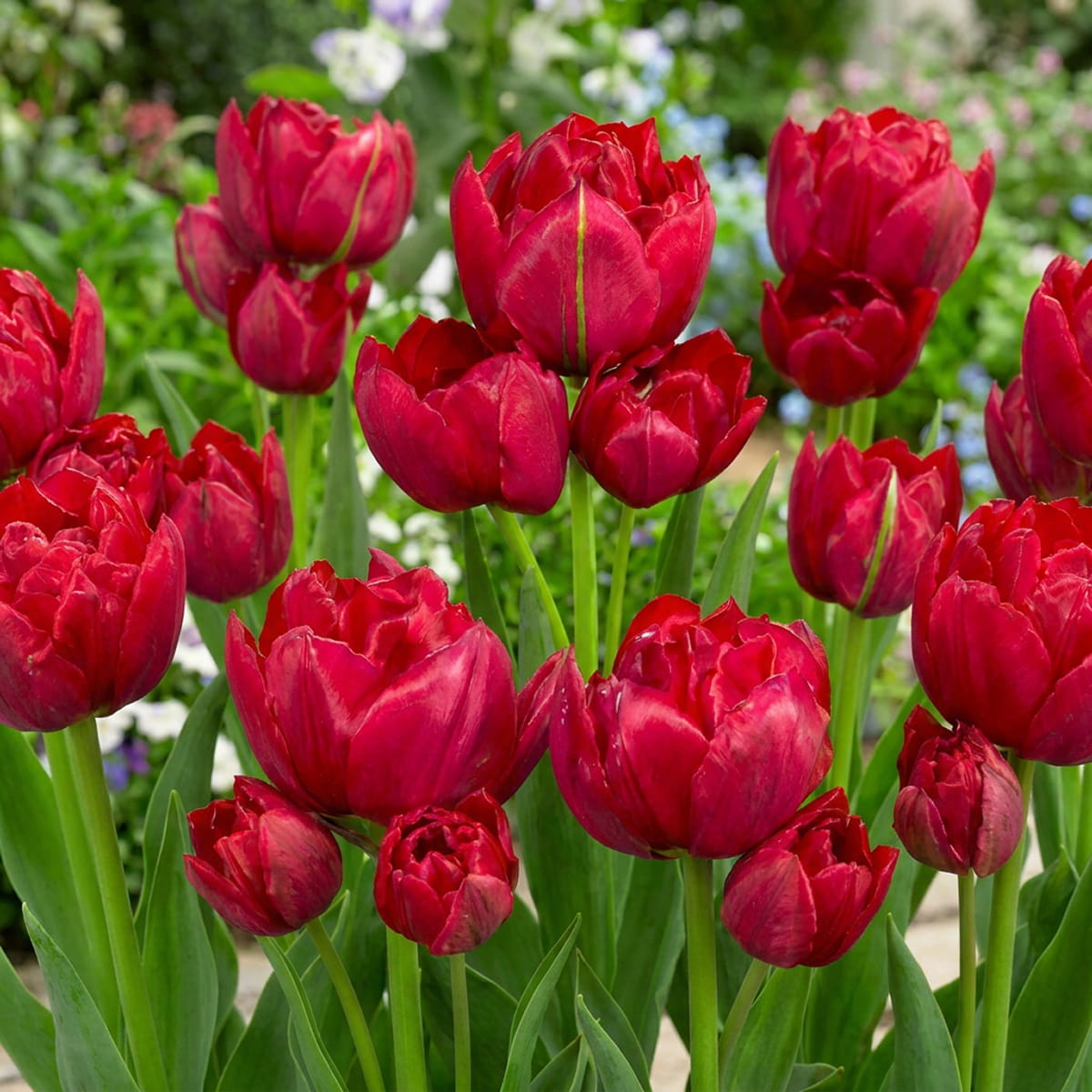 Tulip Estatic - for Sale Tulip Estatic