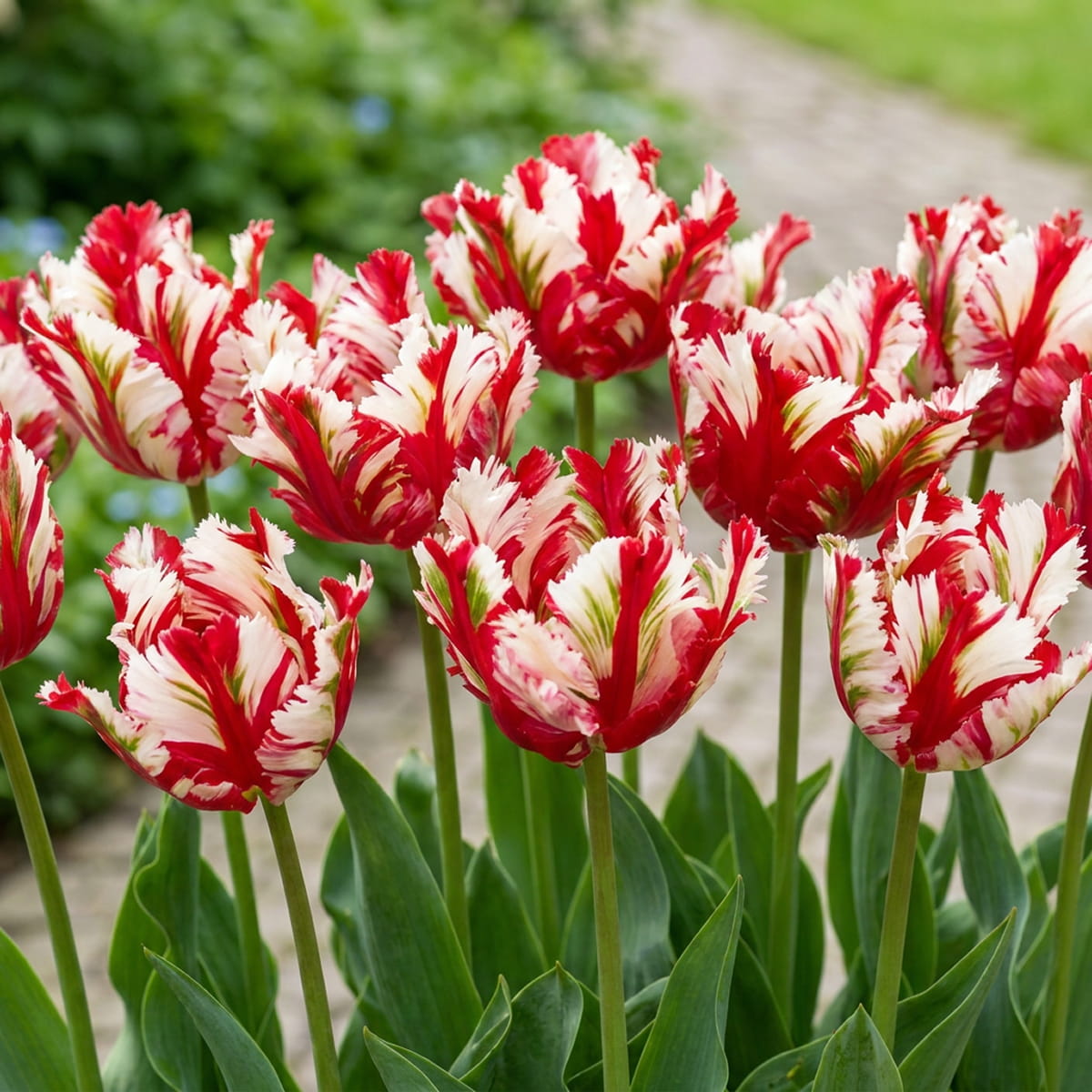 Tulipe Estella Rijnveld - for Sale Tulipe Estella Rijnveld