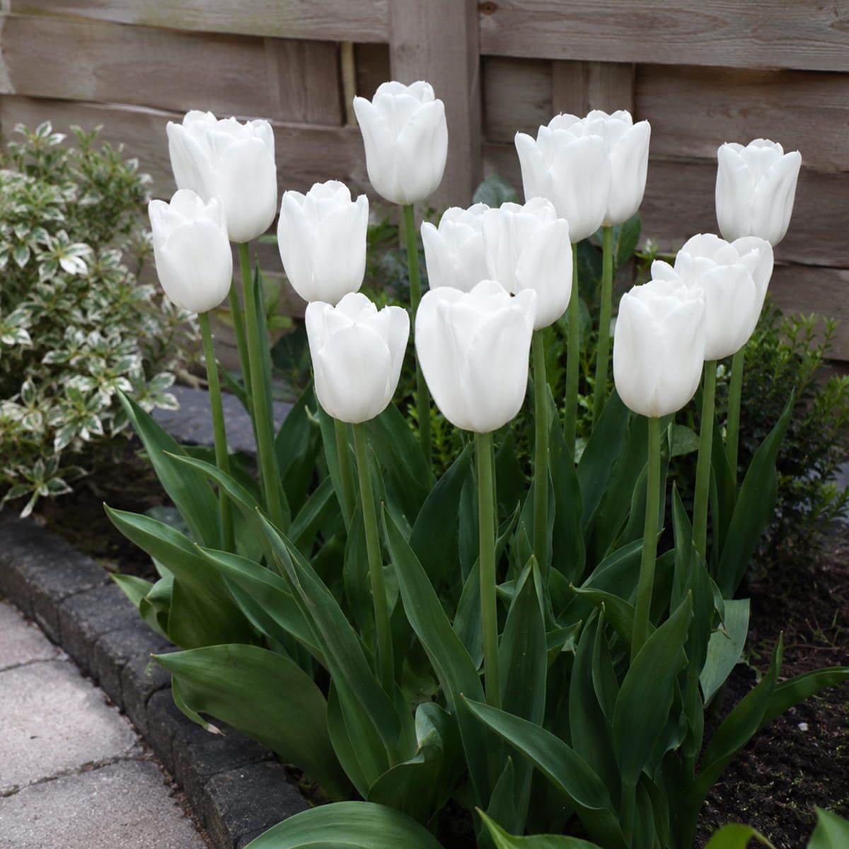 Tulip Esti - for Sale Tulip Esti
