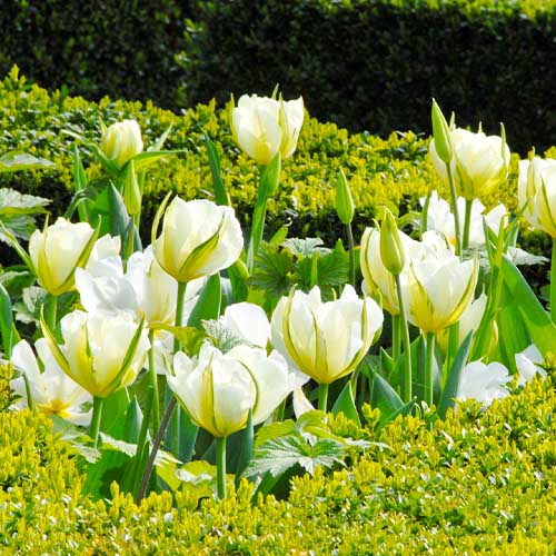 Tulip Exotic Emperor - for Sale Tulip Exotic Emperor