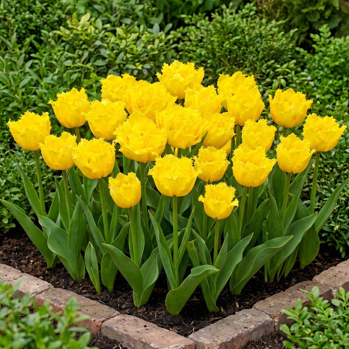 Tulip Exotic Sun - for Sale Tulip Exotic Sun