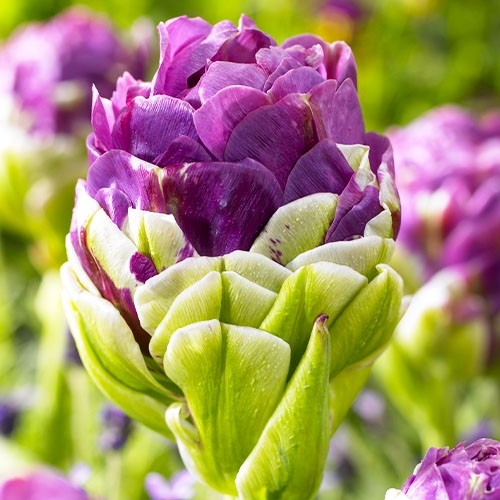 Tulip Exquisit - for Sale Tulip Exquisit