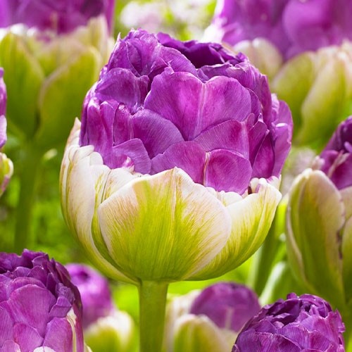 Tulip Exquisit - for Sale Tulip Exquisit