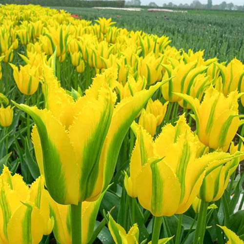 Tulip Extereme Yellow - for Sale Tulip Extereme Yellow