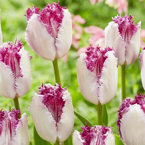 Tulip Eyelash - for Sale Tulip Eyelash