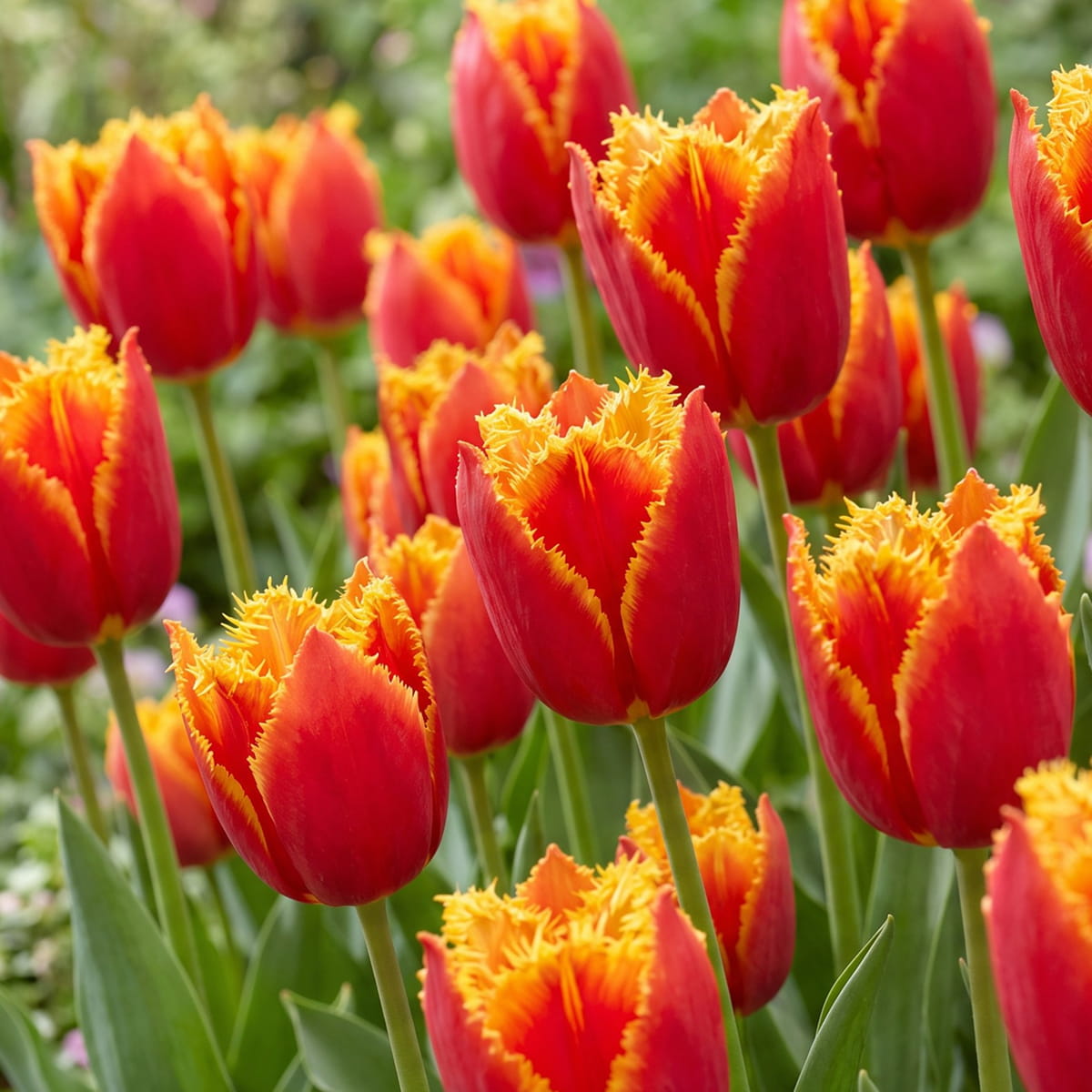 Tulip Fabio - for Sale Tulip Fabio