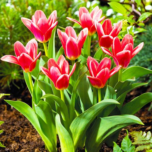 Tulip Fashion - for Sale Tulip Fashion
