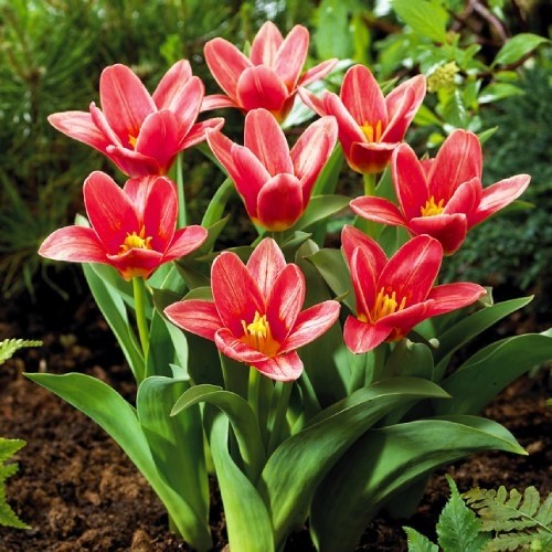 Tulip Fashion - for Sale Tulip Fashion