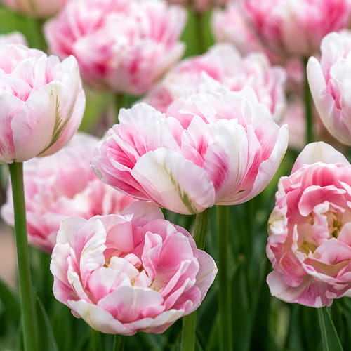 Tulip Finola - for Sale Tulip Finola