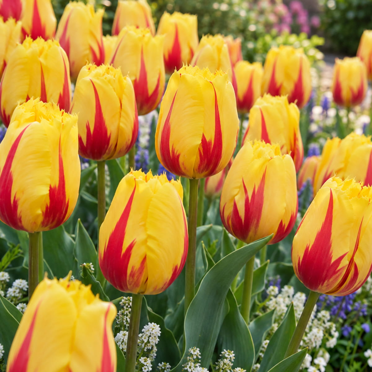 Tulip Flamenco - for Sale Tulip Flamenco