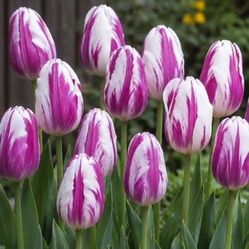 Tulpen Flaming Flag - for Sale Tulpen Flaming Flag