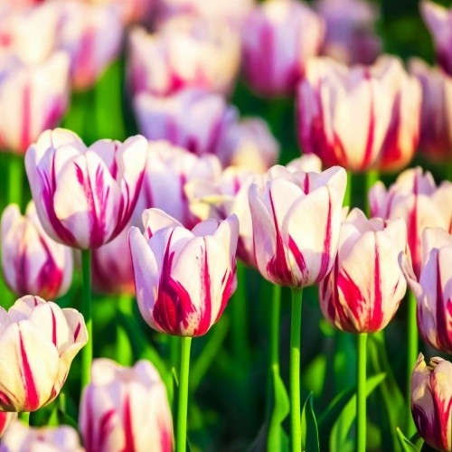 Tulip Flaming Kiss - for Sale Tulip Flaming Kiss