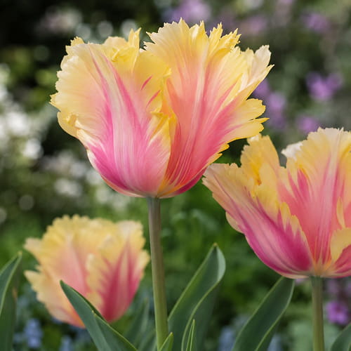 Tulipan Flaming Memory - for Sale Tulipan Flaming Memory
