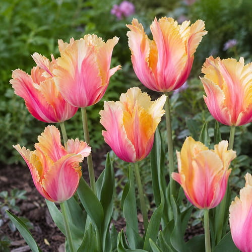 Tulipan Flaming Memory - for Sale Tulipan Flaming Memory