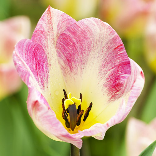 Tulip Flaming Purissima - for Sale Tulip Flaming Purissima
