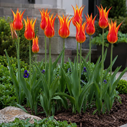 Tulip Fly Away - for Sale Tulip Fly Away