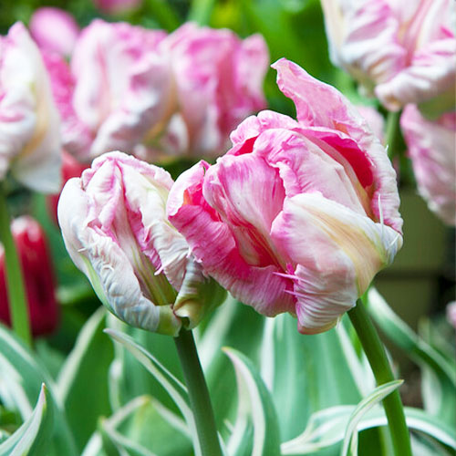 Tulip Forbidden City - for Sale Tulip Forbidden City