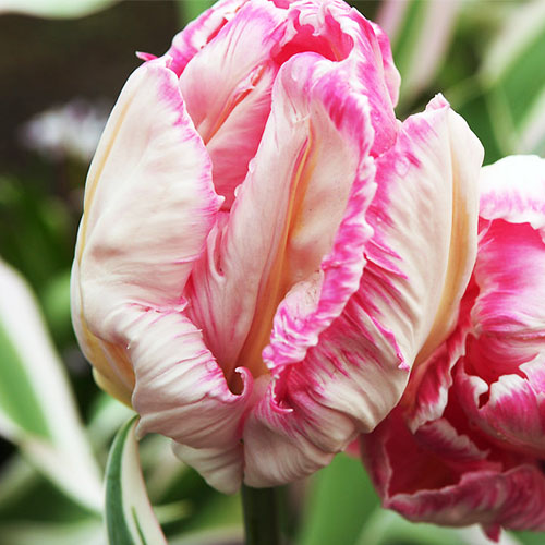 Tulip Forbidden City - for Sale Tulip Forbidden City