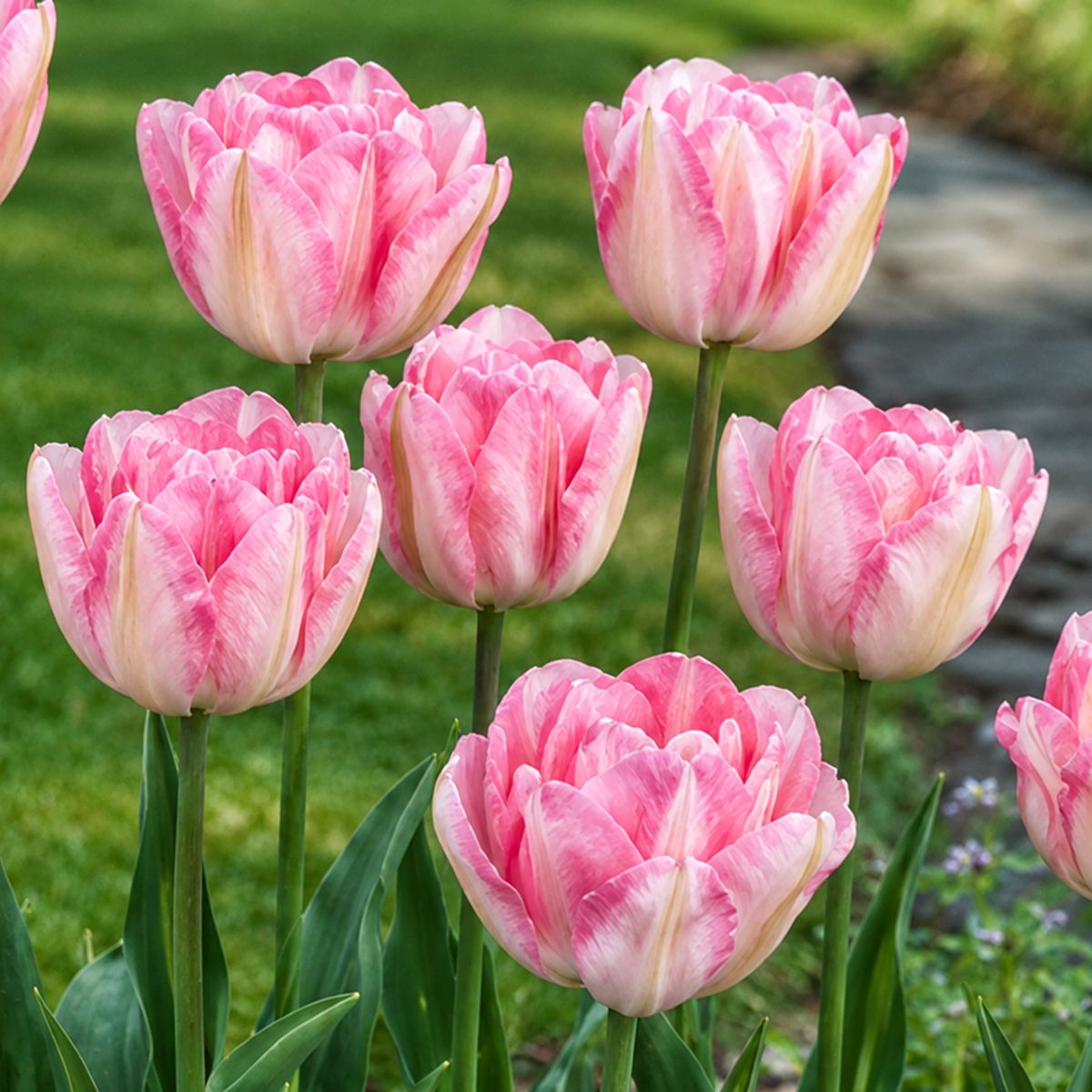 Tulipa Foxtrot - for Sale Tulipa Foxtrot