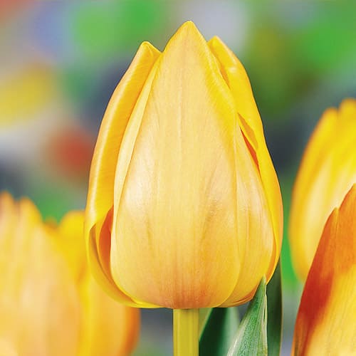 Tulip Freeman - for Sale Tulip Freeman