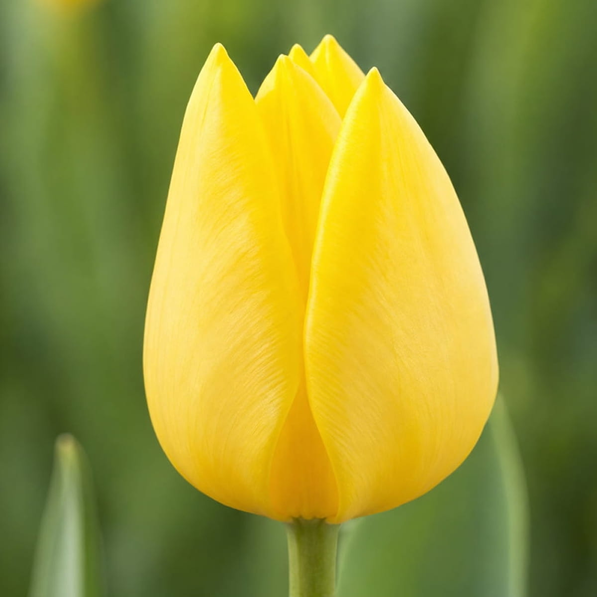 Tulip Friendship 1998 - for Sale Tulip Friendship 1998