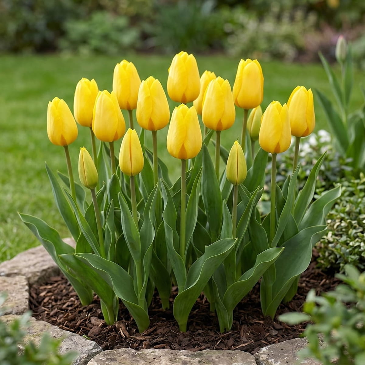 Tulip Friendship 1998 - for Sale Tulip Friendship 1998