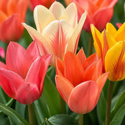 Tulip Fun Colors - for Sale Tulip Fun Colors