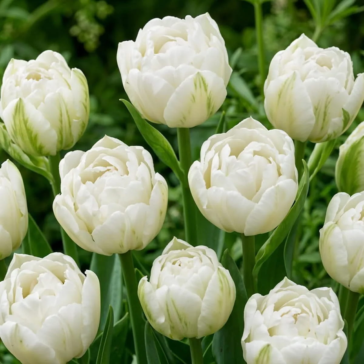 Tulip Galileo - for Sale Tulip Galileo