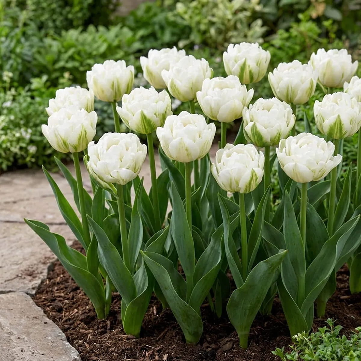 Tulip Galileo - for Sale Tulip Galileo