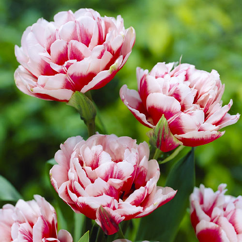Tulipe Gerbrand Kieft - for Sale Tulipe Gerbrand Kieft