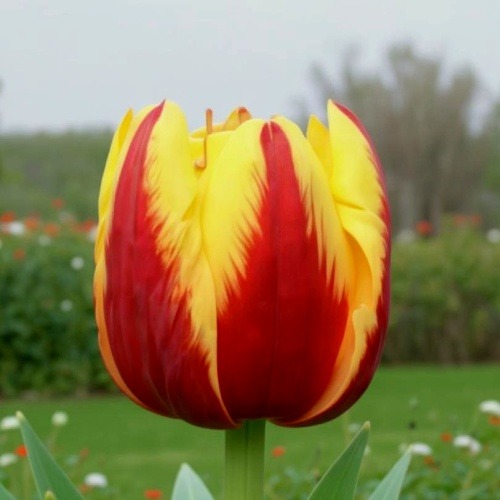 Tulip Givenchy - for Sale Tulip Givenchy