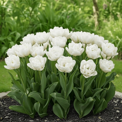 Tulip Global Desire - for Sale Tulip Global Desire