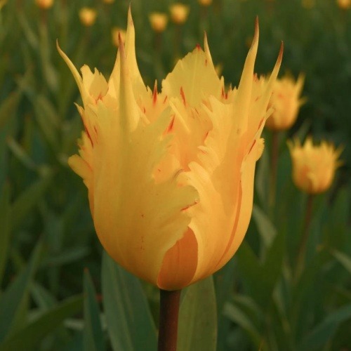 Tulipano Golden Leo - for Sale Tulipano Golden Leo