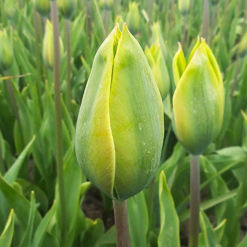 Tulip Green King - for Sale Tulip Green King