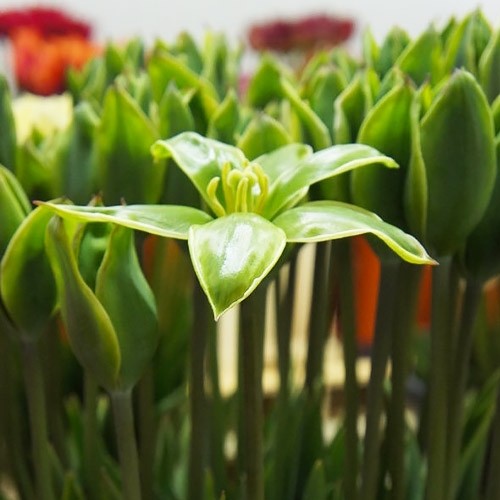 Tulip Green King - for Sale Tulip Green King