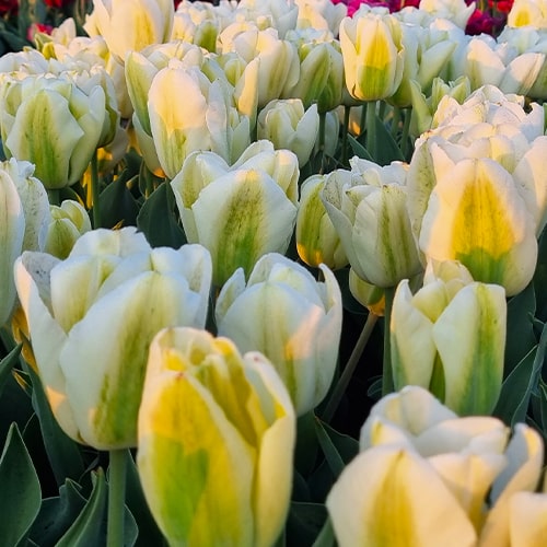 Tulip Green Spirit - for Sale Tulip Green Spirit