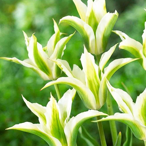 Tulip Green Star - for Sale Tulip Green Star
