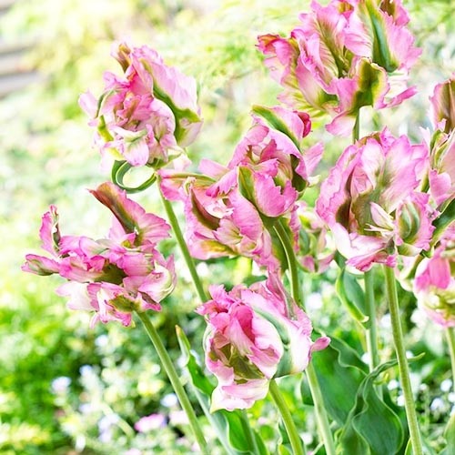 Tulip Green Wave - for Sale Tulip Green Wave